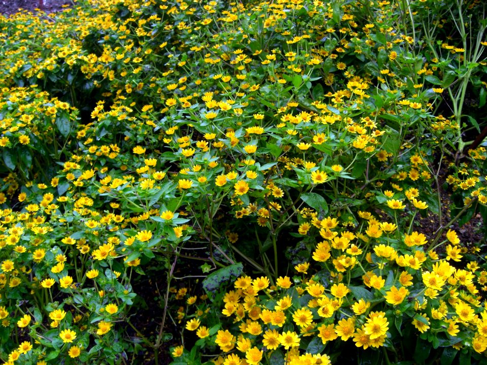Plate bande de fleurs