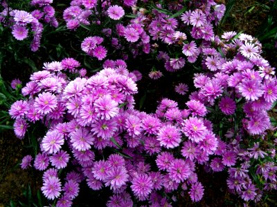 Plate bande de fleurs mauves