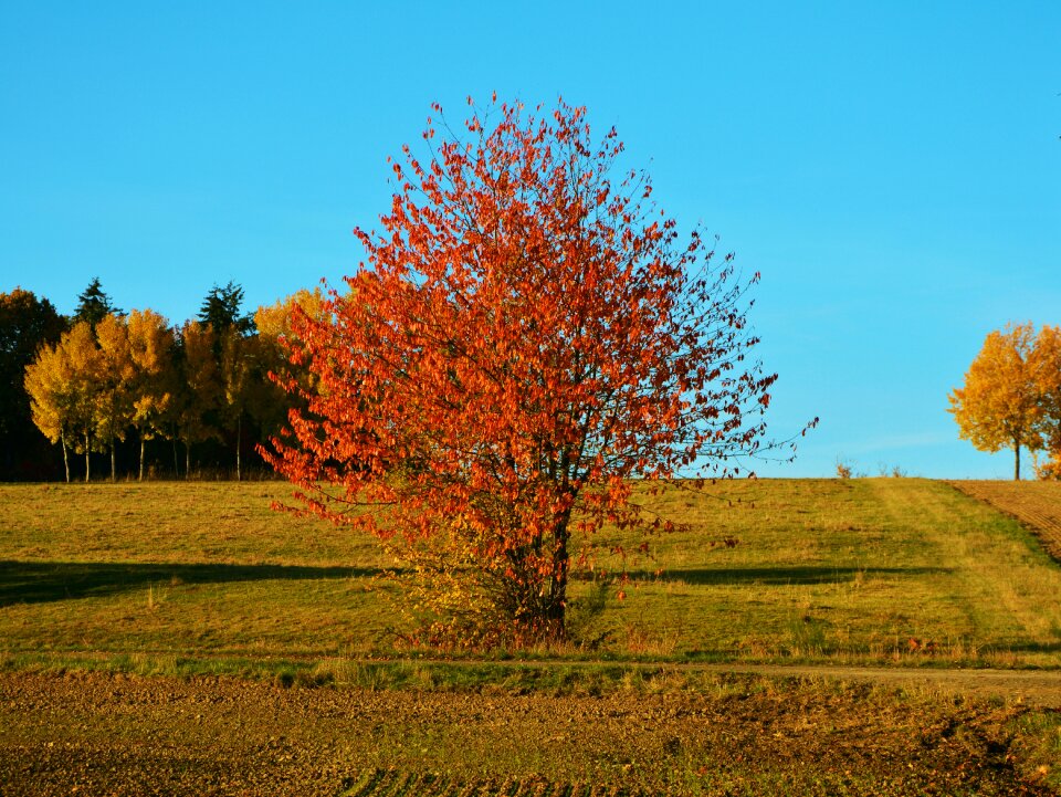 Emerge fall color autumn colours