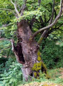 Platanus orientalis near Palaios Panteleimonas