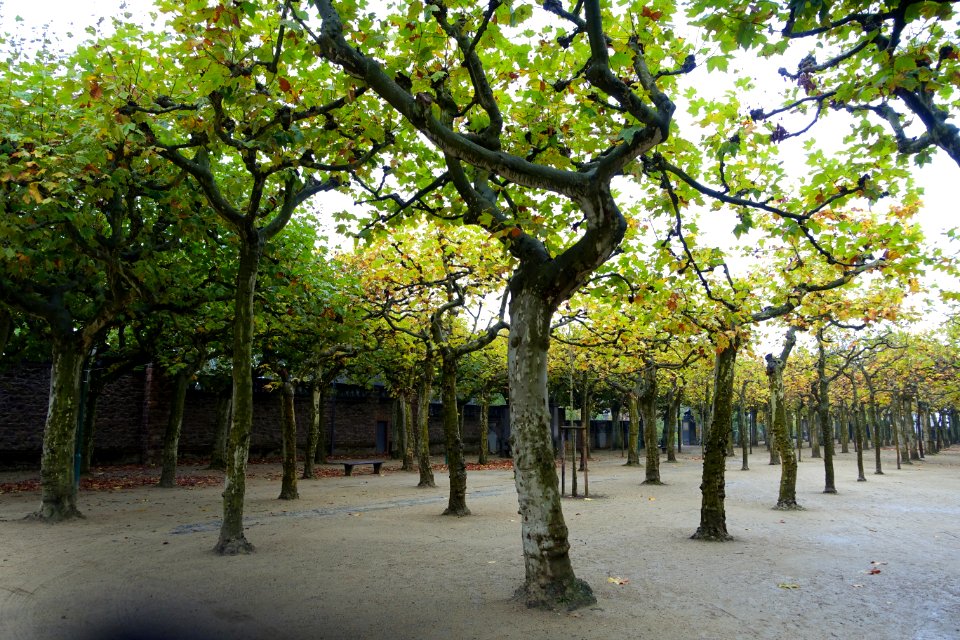 Platanenhain - Mathildenhöhe - Darmstadt, Germany - DSC01480