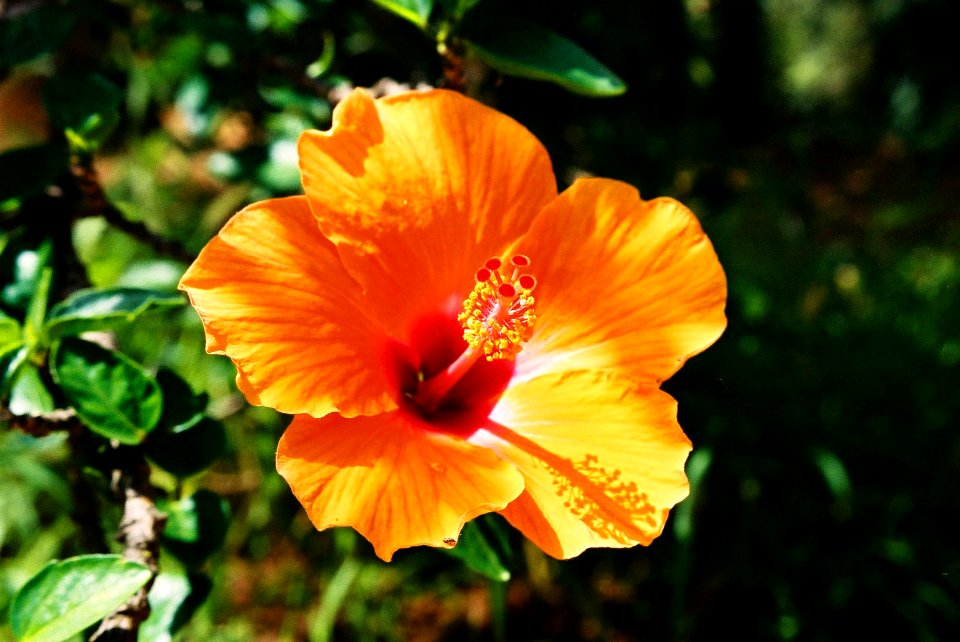 Plants-Sicily-bjs-2