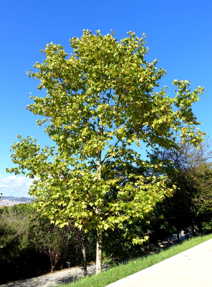 Platanus acerifolia - Jardín Botánico de Barcelona - Barcelona, Spain - DSC09215