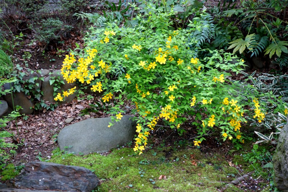 Plants in Ikedayama Park - Shinagawa, Tokyo - DSC00949