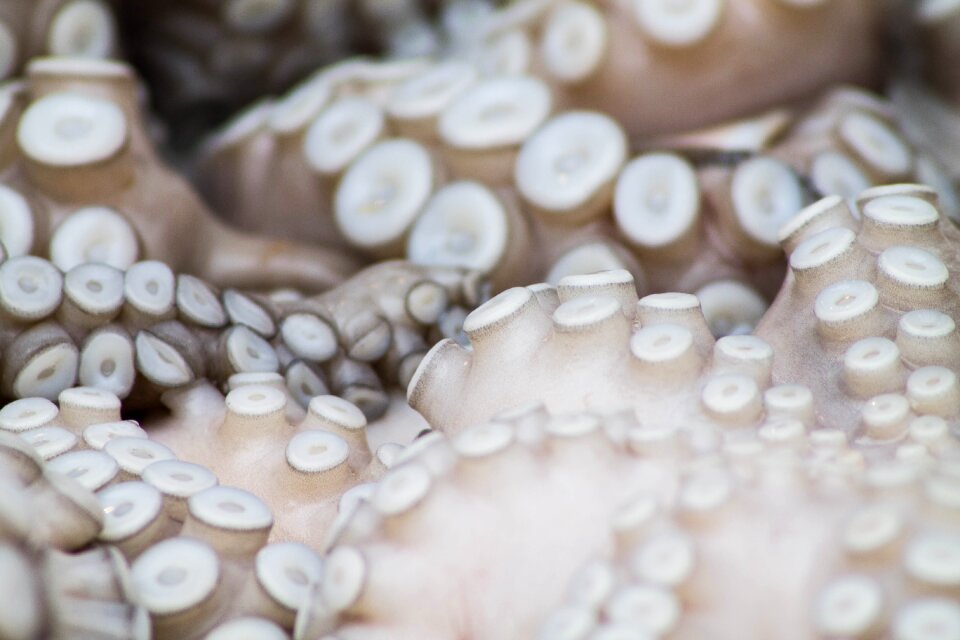 Macro octopus octopus suckers