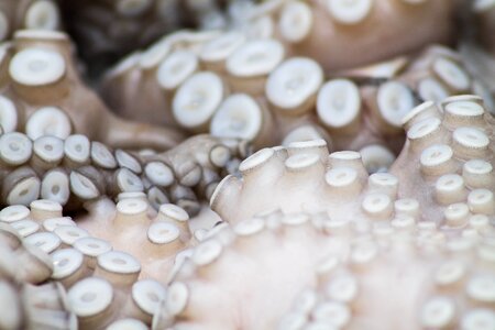 Macro octopus octopus suckers photo