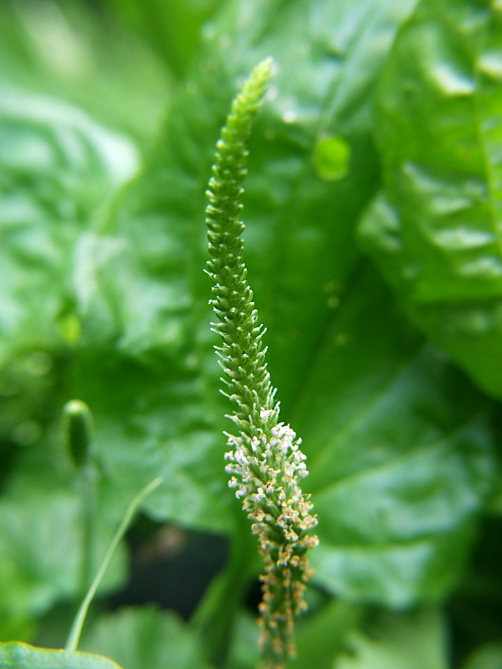 Plantago major, 2021-07-04, Beechview, 02