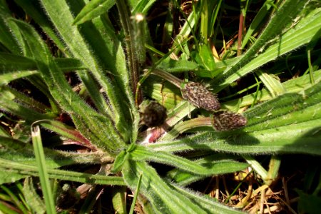 Plantain (2)a