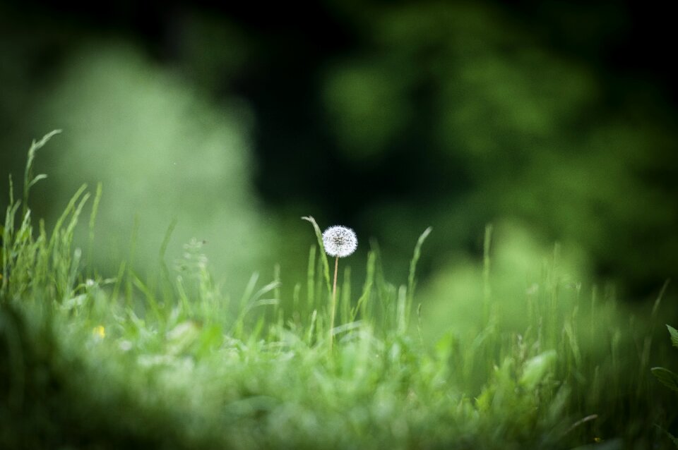 Grass nature summer