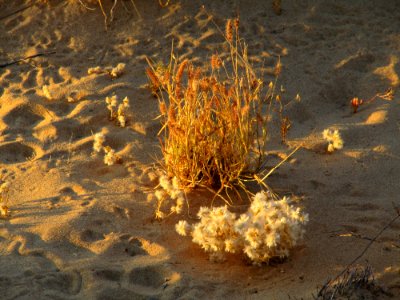 Plants in the dunes WA photo