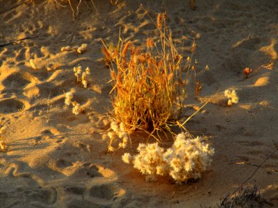 Plants in the dunes WA
