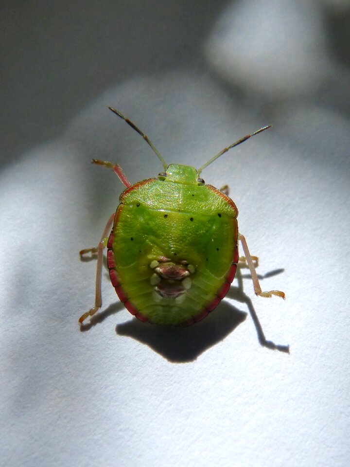 Bernat pudent bug plague