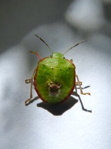 Bernat pudent bug plague