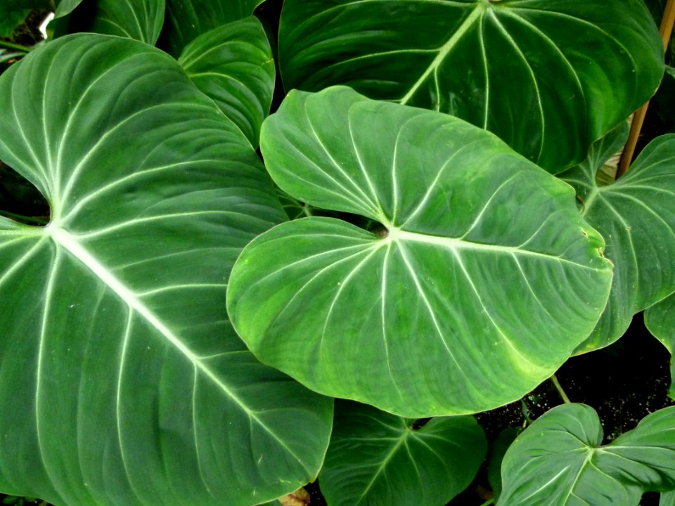 Plantes exotiques géantes