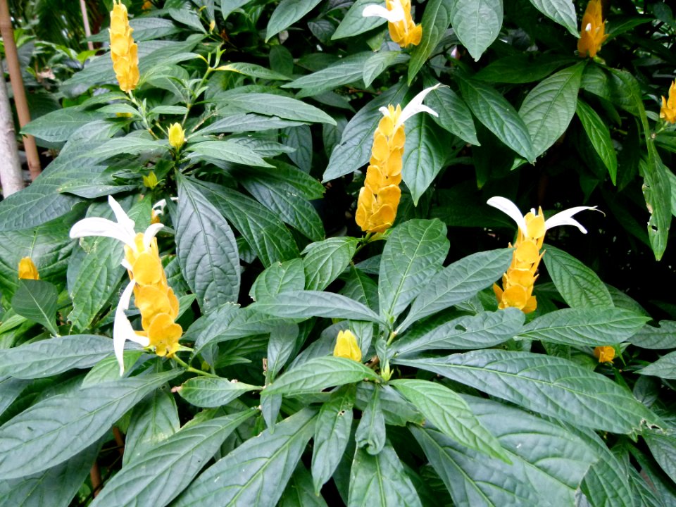 Plantes bb1