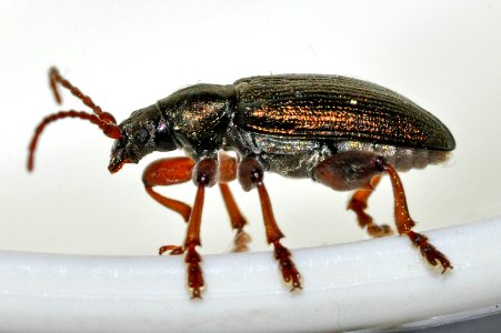Plateumaris-consimilis-04-fws