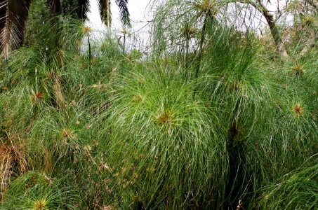 Plantes aux feuilles fines