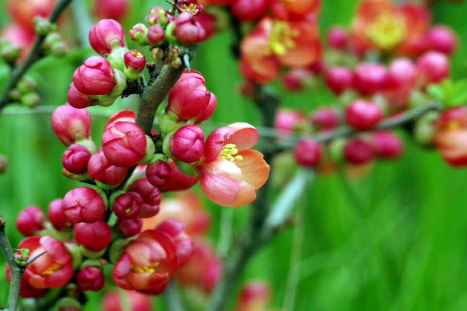 Quince bush flowering