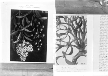 Planten, twijgen, vogellijm, ligustrum vulgare, Bestanddeelnr 253-7327