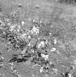 Planten met rijpende katoen, Bestanddeelnr 255-4273