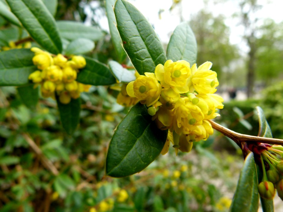 Plante du Jardin du Luxembourg 8