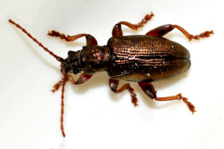 Plateumaris-consimilis-11-fws