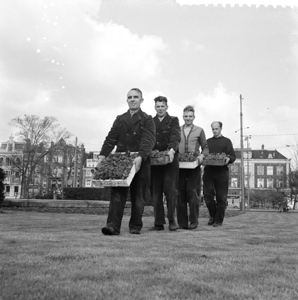 Planten van viooltjes op het Frederiksplein te Amsterdam, Bestanddeelnr 912-2826