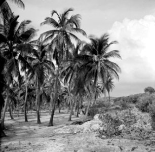 Plantage met palmen op Aruba, Bestanddeelnr 252-3306