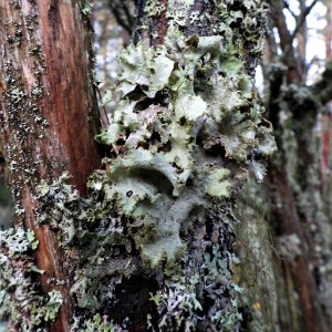 Platismatia glauca 101581144
