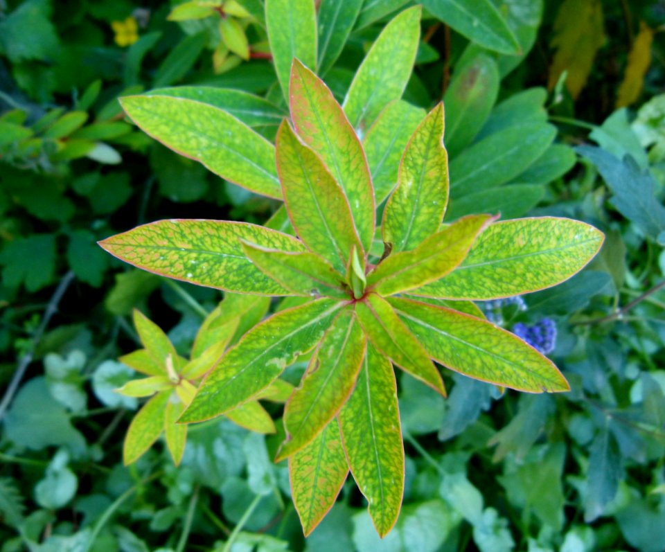 Plante aux Jardins de Bagatelle 4