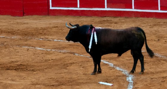 Plaza de Toros de Maracaibo-1-5