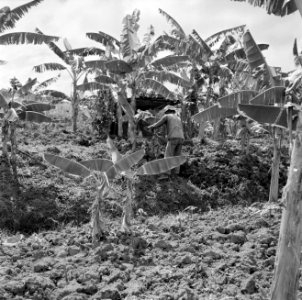 Plantage met bananenbomen, Bestanddeelnr 252-2602