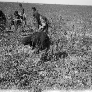 Plantages, arbeiders, Bestanddeelnr 250-8638