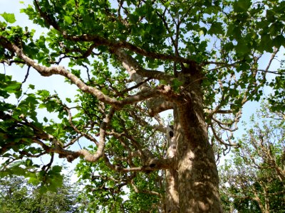 Platane Jardin des Plantes
