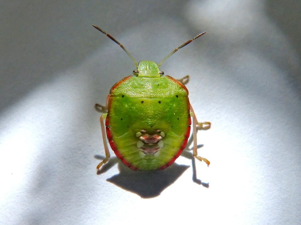 Bernat pudent bug plague