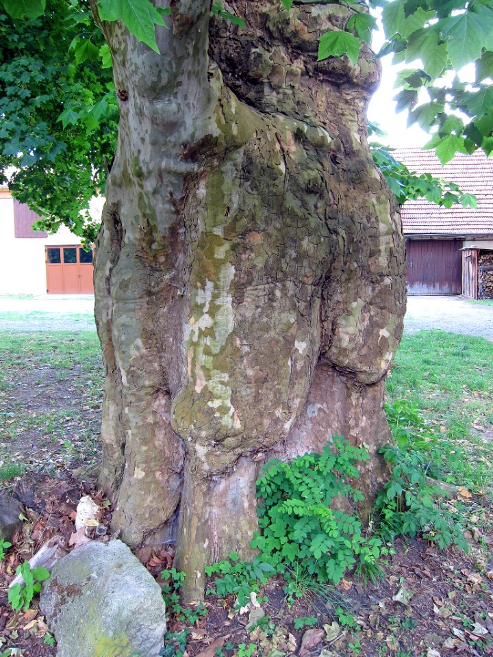 Platane Wonfurt, 1