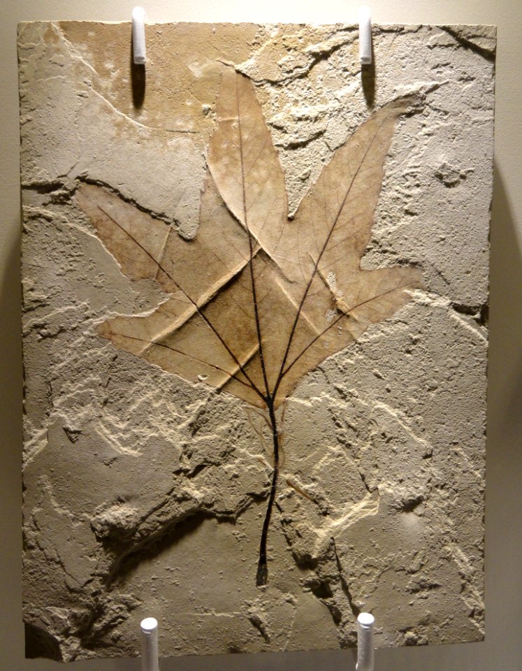 Platanus wyomingensis leaf, Late Early Eocene, Lost Cabin Age, Green River Formation, Parachute Creek, Unitah County, Utah, USA - Houston Museum of Natural Science - DSC01946