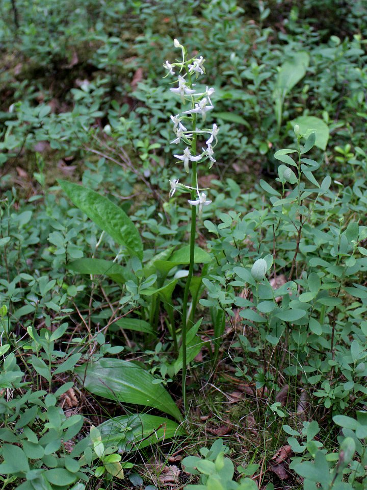 Platanthera bifolia Kiiminki, Finland 25.06.2013