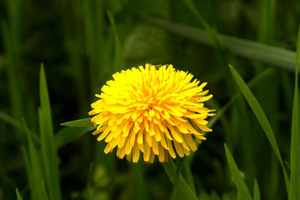 Nuns taraxacum officinale green