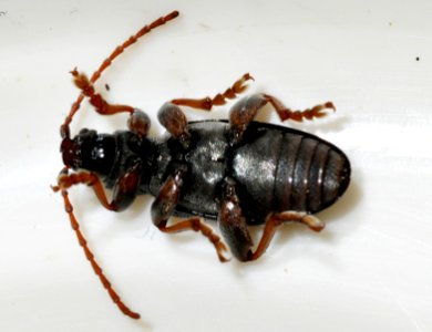 Plateumaris-consimilis-07-fws