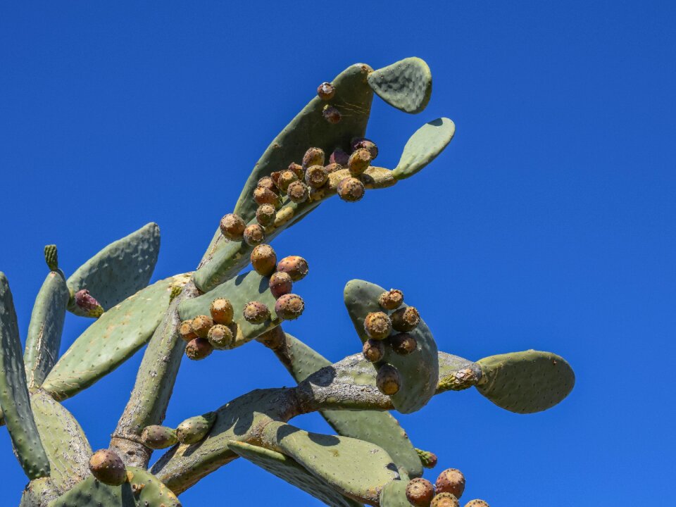 Nature mediterranean leaf