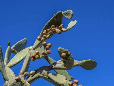 Nature mediterranean leaf