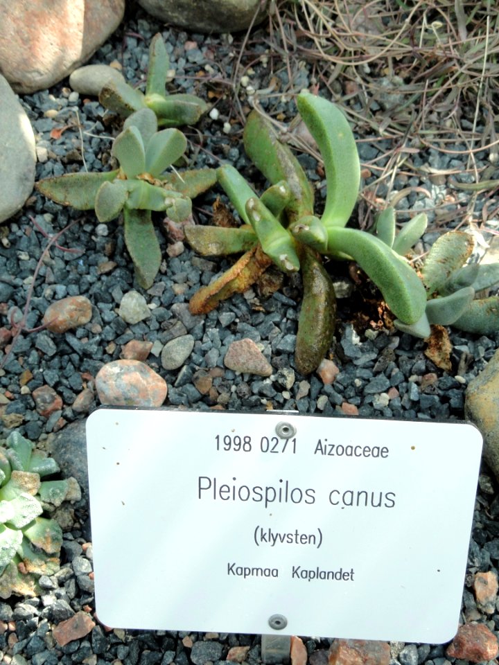 Pleiospilos compactus subsp. canus - Botanical Garden in Kaisaniemi, Helsinki - DSC03695