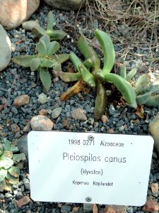 Pleiospilos compactus subsp. canus - Botanical Garden in Kaisaniemi, Helsinki - DSC03695 photo