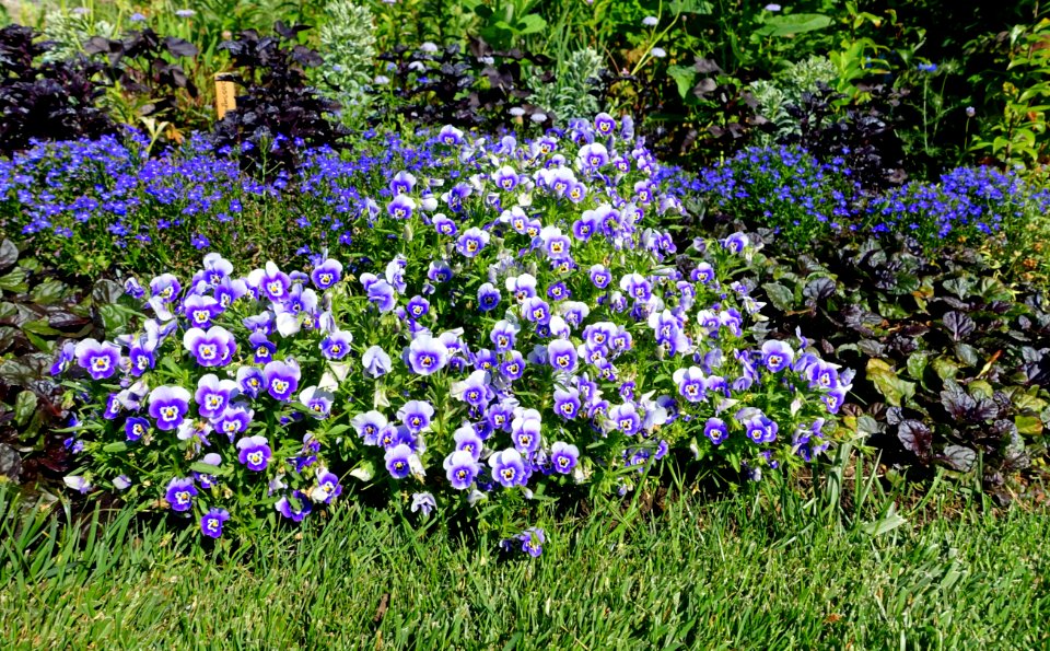 Plantings - Coastal Maine Botanical Gardens - DSC03334