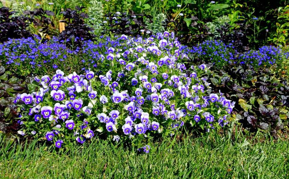 Plantings - Coastal Maine Botanical Gardens - DSC03334 photo