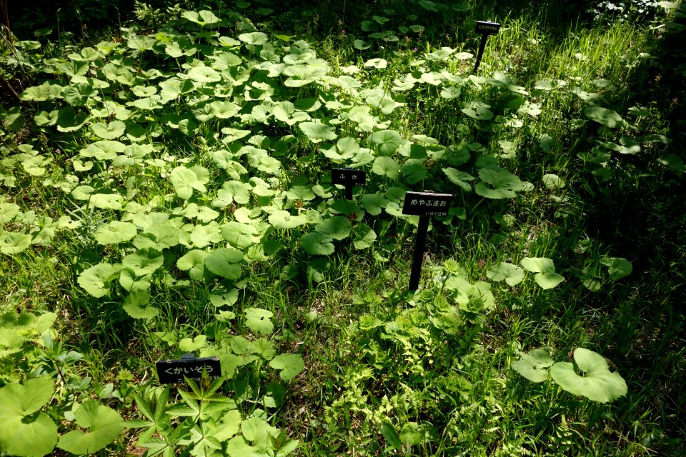 Plants - Institute for Nature Study, Tokyo - DSC02114