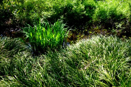 Plants - Institute for Nature Study, Tokyo - DSC02107