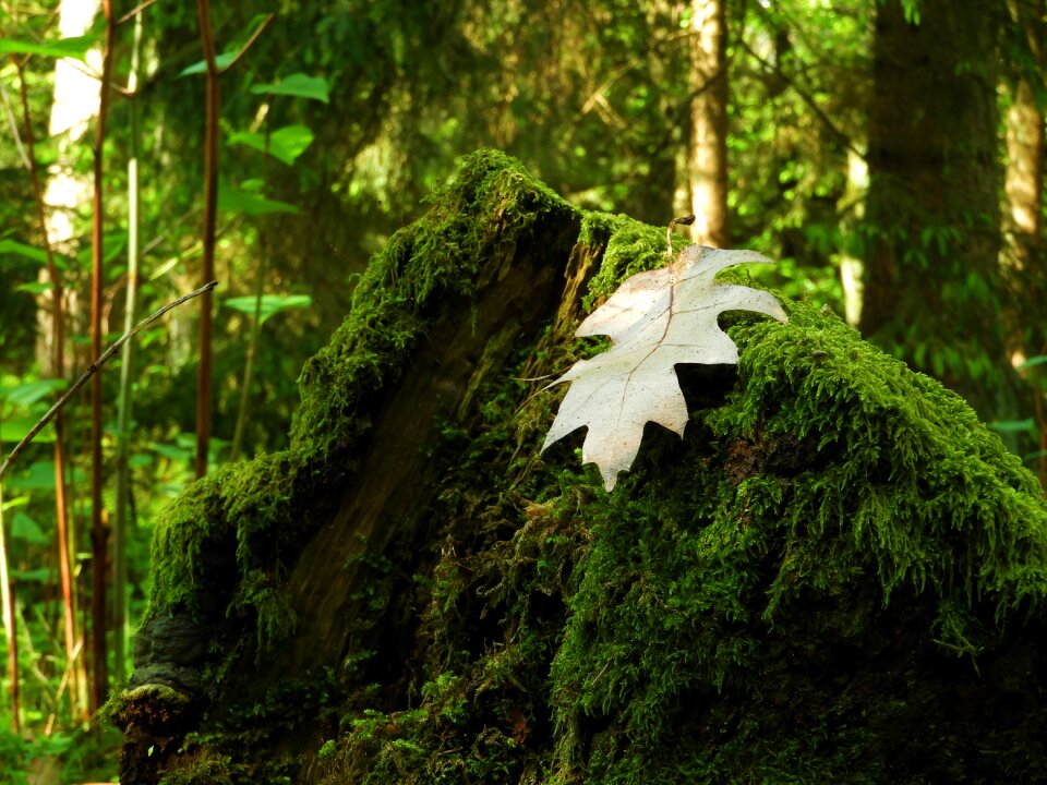 Nature forest floor leaves