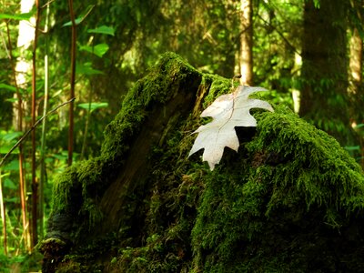 Nature forest floor leaves